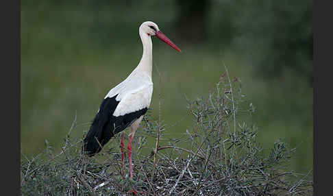 Weißstorch (Ciconia ciconia)