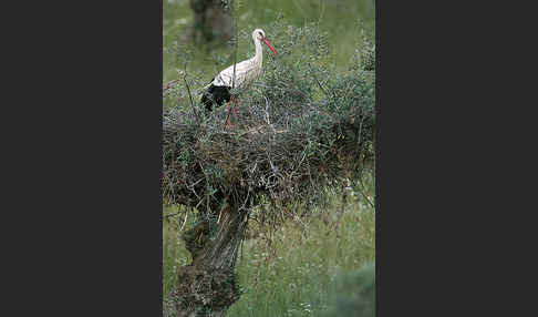 Weißstorch (Ciconia ciconia)