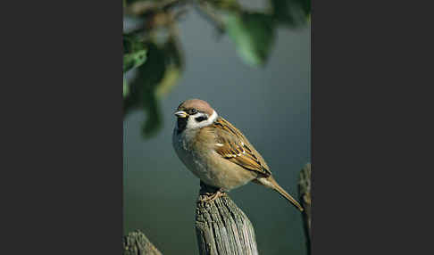 Feldsperling (Passer montanus)