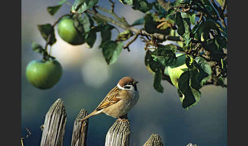 Feldsperling (Passer montanus)