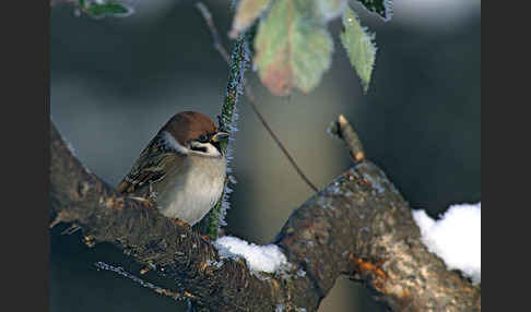 Feldsperling (Passer montanus)