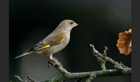 Grünfink (Carduelis chloris)