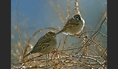 Haussperling (Passer domesticus)