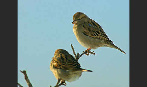 Haussperling (Passer domesticus)