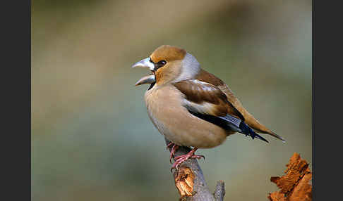 Kernbeißer (Coccothraustes coccothraustes)