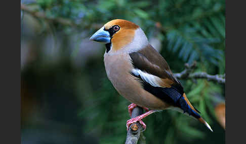 Kernbeißer (Coccothraustes coccothraustes)