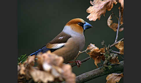 Kernbeißer (Coccothraustes coccothraustes)