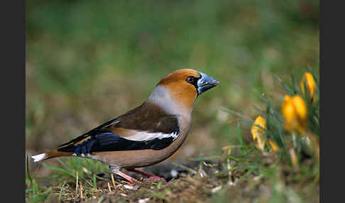 Kernbeißer (Coccothraustes coccothraustes)