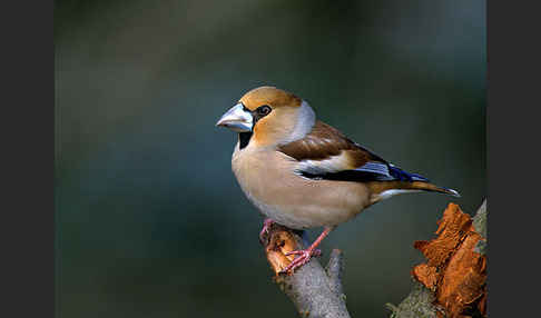 Kernbeißer (Coccothraustes coccothraustes)