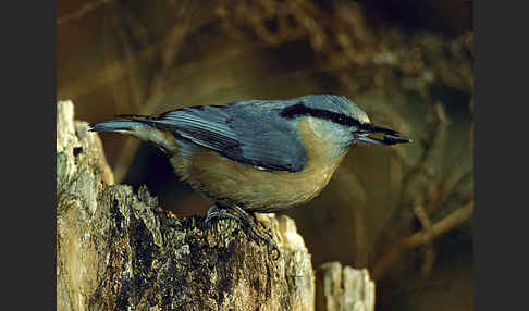 Kleiber (Sitta europaea)