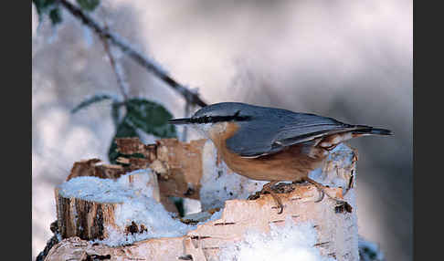 Kleiber (Sitta europaea)