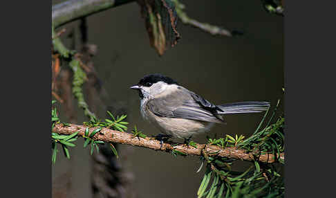 Weidenmeise (Parus montanus)