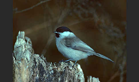 Weidenmeise (Parus montanus)