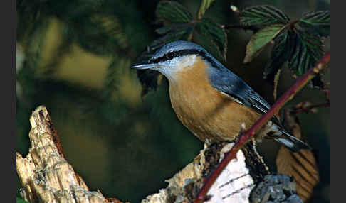 Kleiber (Sitta europaea)