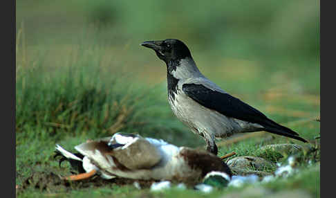 Nebelkrähe (Corvus corone cornix)