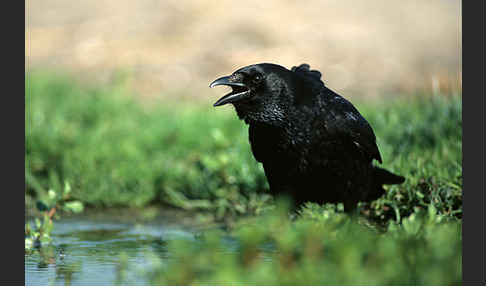 Rabenkrähe (Corvus corone corone)