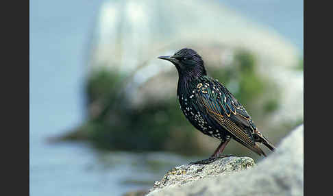 Star (Sturnus vulgaris)