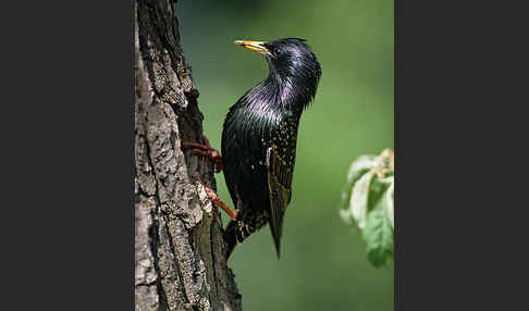 Star (Sturnus vulgaris)