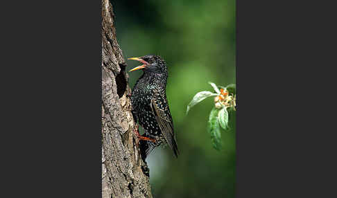 Star (Sturnus vulgaris)