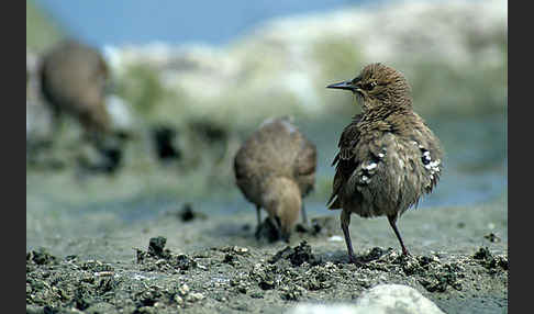 Star (Sturnus vulgaris)