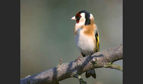 Stieglitz (Carduelis carduelis)