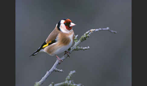 Stieglitz (Carduelis carduelis)