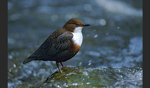 Wasseramsel (Cinclus cinclus)