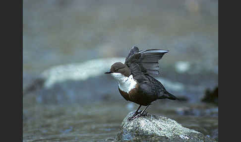 Wasseramsel (Cinclus cinclus)