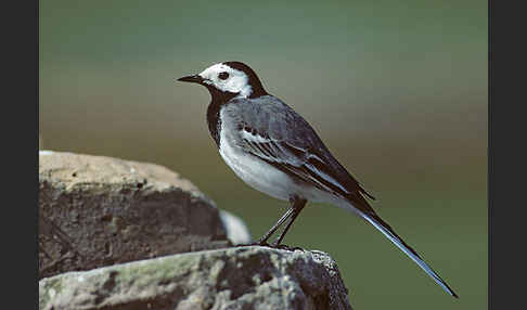 Bachstelze (Motacilla alba)