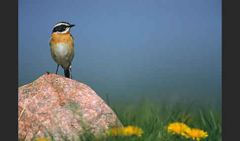 Braunkehlchen (Saxicola rubetra)