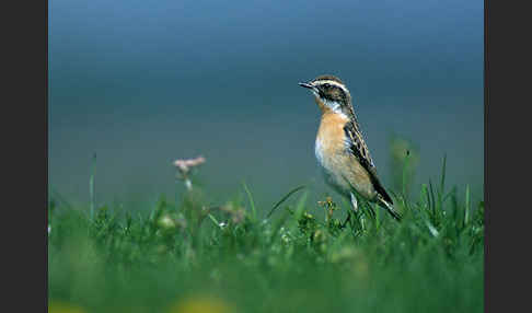 Braunkehlchen (Saxicola rubetra)