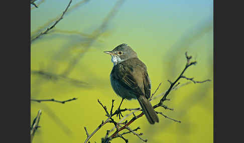 Dorngrasmücke (Sylvia communis)