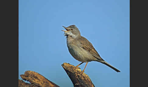 Dorngrasmücke (Sylvia communis)