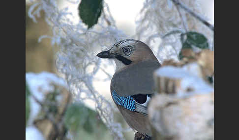 Eichelhäher (Garrulus glandarius)