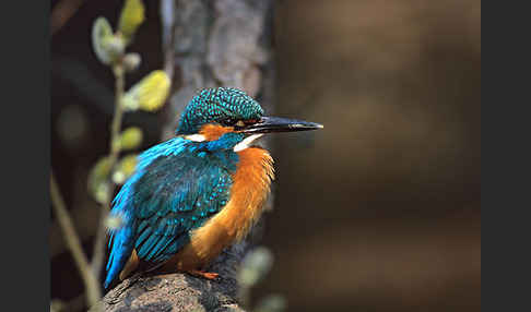 Eisvogel (Alcedo atthis)