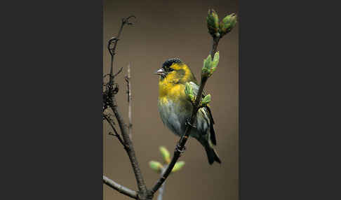 Erlenzeisig (Carduelis spinus)