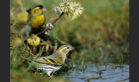 Erlenzeisig (Carduelis spinus)