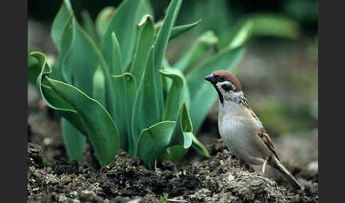 Feldsperling (Passer montanus)