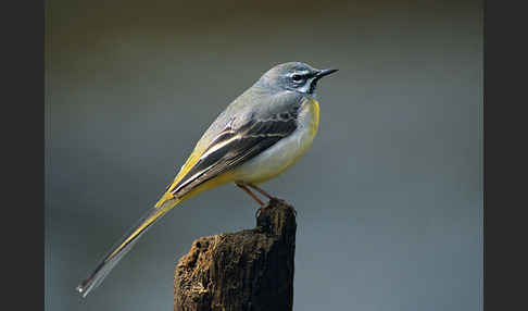 Gebirgsstelze (Motacilla cinerea)