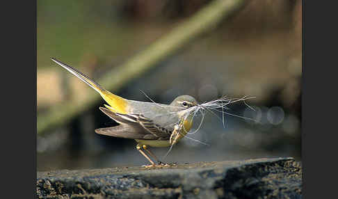 Gebirgsstelze (Motacilla cinerea)