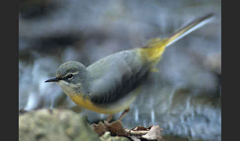 Gebirgsstelze (Motacilla cinerea)