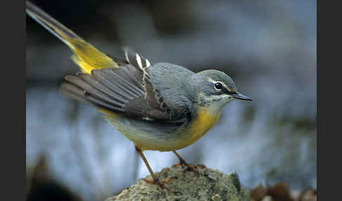 Gebirgsstelze (Motacilla cinerea)