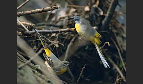 Gebirgsstelze (Motacilla cinerea)