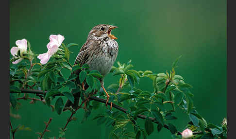 Grauammer (Miliaria calandra)