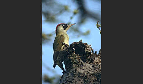 Grünspecht (Picus viridis)