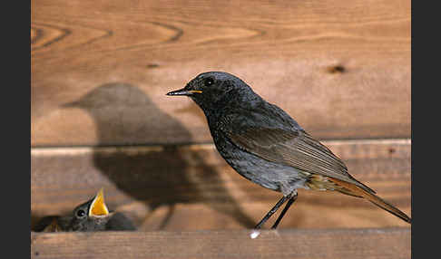 Hausrotschwanz (Phoenicurus ochruros)