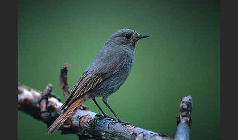 Hausrotschwanz (Phoenicurus ochruros)