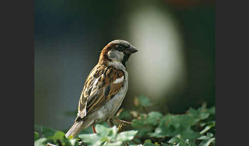 Haussperling (Passer domesticus)