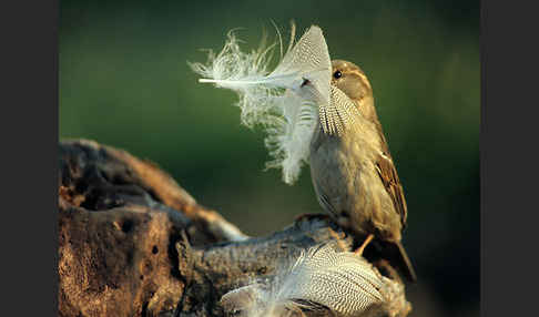 Haussperling (Passer domesticus)