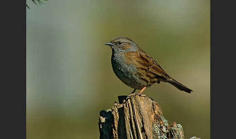 Heckenbraunelle (Prunella modularis)